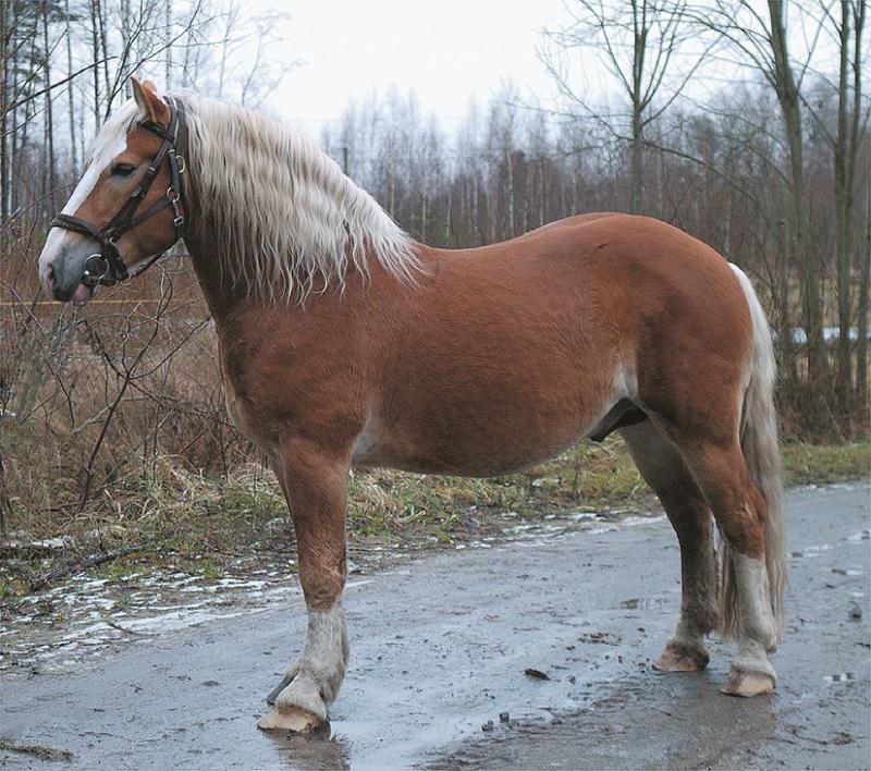 File:eesti raskeveohobune_(f Heidi Tooming).jpg